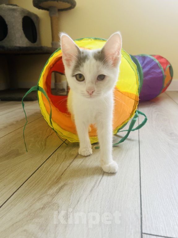 Кошки в Москве: Три маленьких котенка ищут своих родителей🐱 Разнополые, Бесплатно - фото 4