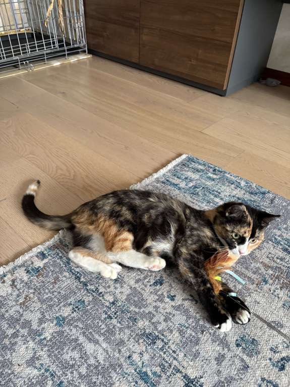 Кошки в Москве: Котенок Яшма Девочка, Бесплатно - фото 6