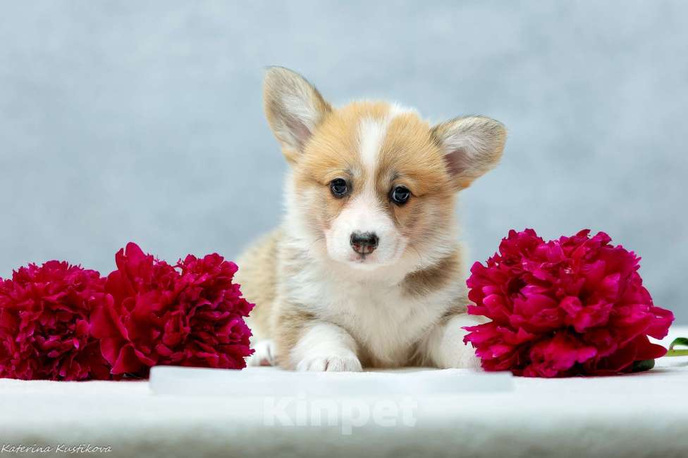 Собаки в Москве: Сука вельш-корги пемброк Девочка, 100 000 руб. - фото 4