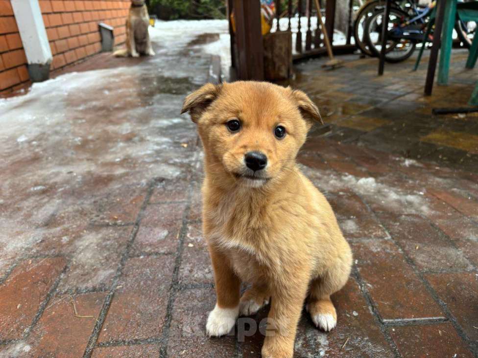 Собаки в Воронеже: Щенки карело-финской лайки помесные Девочка, Бесплатно - фото 4