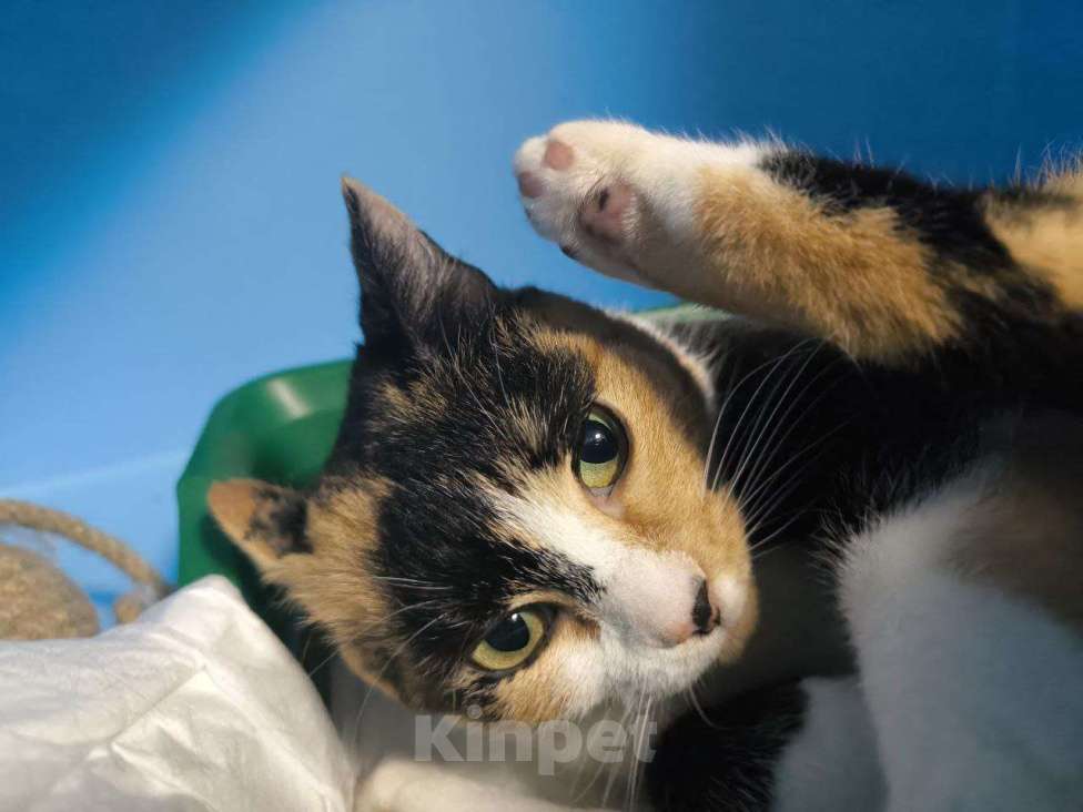 Кошки в Москве: Ласковая трехцветка в добрые руки  Девочка, Бесплатно - фото 5