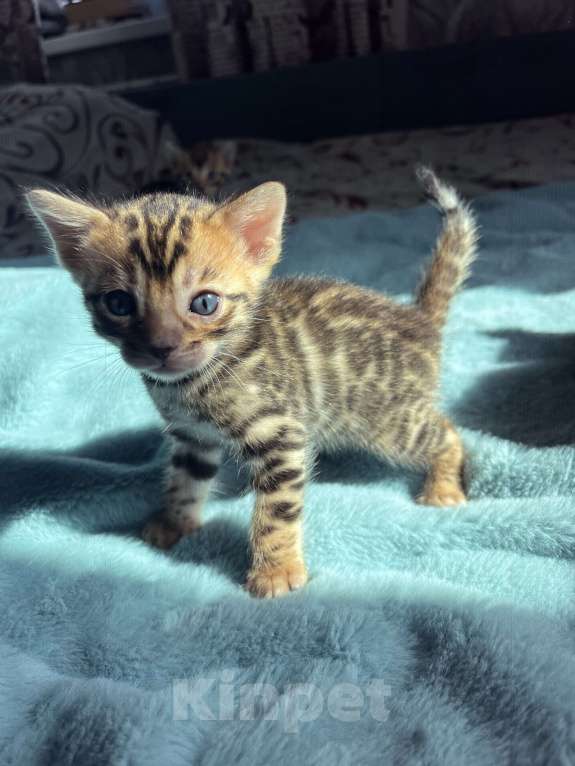 Кошки в Челябинске: Бенгальские котята  Девочка, Бесплатно - фото 1