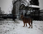 Собаки в Санкт-Петербурге: Американский булли Мальчик, 50 000 руб. - фото 2