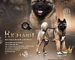 Собаки в Самаре: AKITALEADER LAERTO, 1 руб. - фото 1