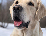 Собаки в Самаре: Вязка золотистый ретривер, 20 000 руб. - фото 1