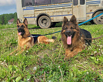 Собаки в Чехове: Черные и чепрачные кобели для вязки, Бесплатно - фото 3