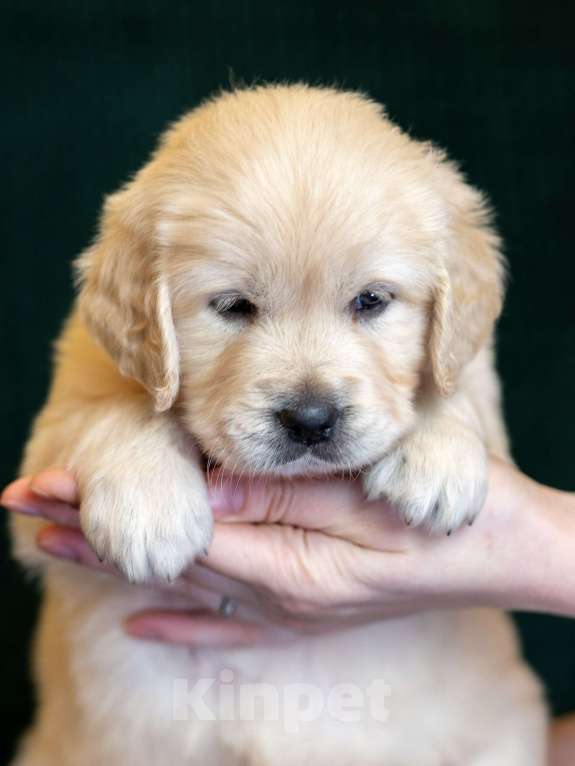 Собаки в других городах Московской области: золотистые ретриверы Мальчик, 80 000 руб. - фото 7