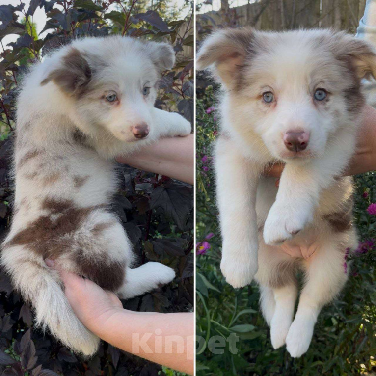 Собаки в других городах Московской области: Бордер колли шоколадные и мраморные мальчики Мальчик, 80 000 руб. - фото 9