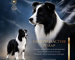 Собаки в Санкт-Петербурге: ЩЕНОК БОРДЕР КОЛЛИ МАЛЬЧИК ПРОДАЕТСЯ! Мальчик, 70 000 руб. - фото 5