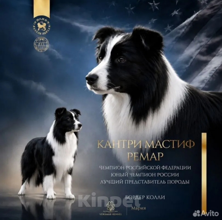 Собаки в Санкт-Петербурге: ЩЕНОК БОРДЕР КОЛЛИ МАЛЬЧИК ПРОДАЕТСЯ! Мальчик, 70 000 руб. - фото 5
