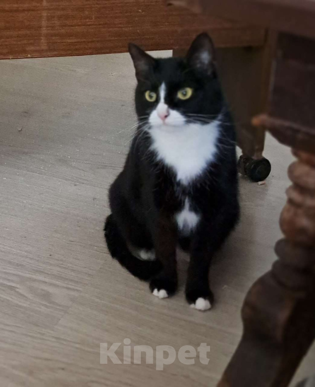 Кошки в Москве: Стешенька знает, как навести уют в доме Девочка, Бесплатно - фото 7