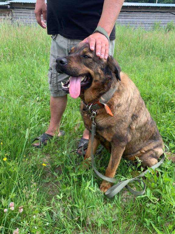 Собаки в Москве: Прекрасная собака на охрану Альфа в дар Девочка, 1 руб. - фото 4