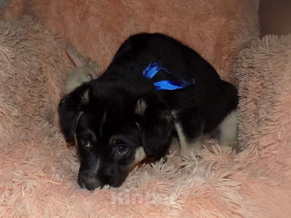 Собаки в Москве: Португальский поденгу, мальчик mix Мальчик, 20 000 руб. - фото 6