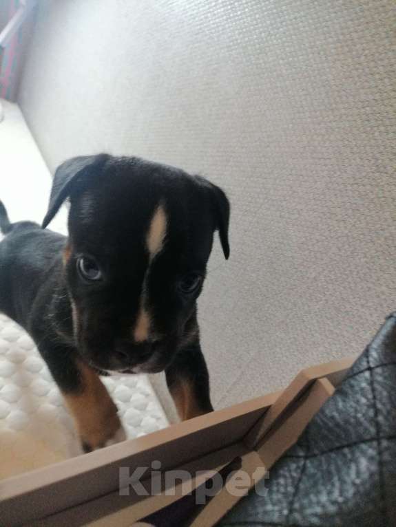 Собаки в Ростове-на-Дону: щенок метис французского бульдога и бигля Девочка, Бесплатно - фото 3