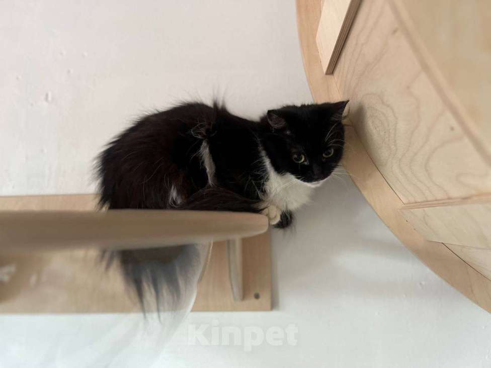 Кошки в Санкт-Петербурге: Кошка в добрые руки Девочка, Бесплатно - фото 3