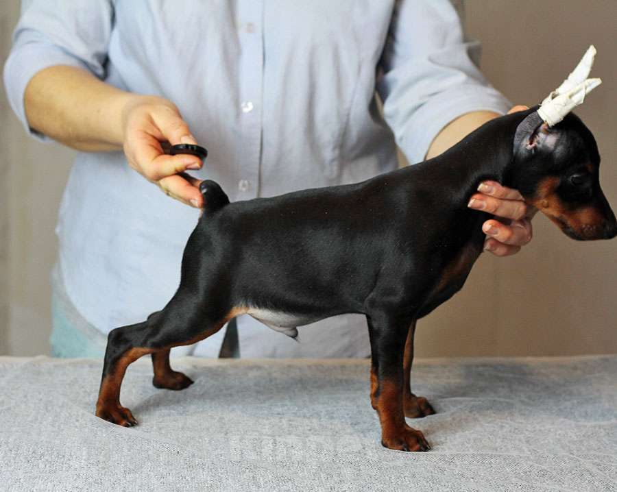 Собаки в Санкт-Петербурге: Цвергпинчер щенок купированный Мальчик, Бесплатно - фото 4