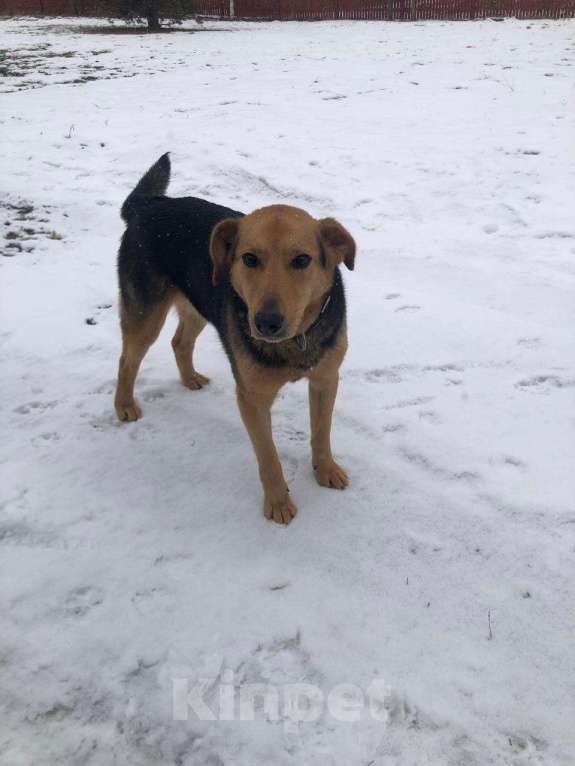 Собаки в других городах Московской области: В добрые руки Девочка, Бесплатно - фото 2