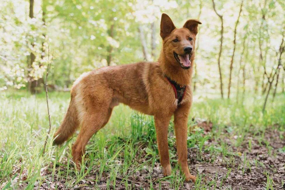 Собаки в Москве: Люмус ищет дом  Мальчик, Бесплатно - фото 2