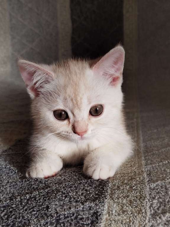 Кошки в Москве: Британская кошка 2 месяца Девочка, 9 500 руб. - фото 3