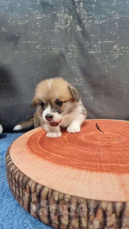 Собаки в Москве: Элитный щенок Мальчик, 85 000 руб. - фото 6