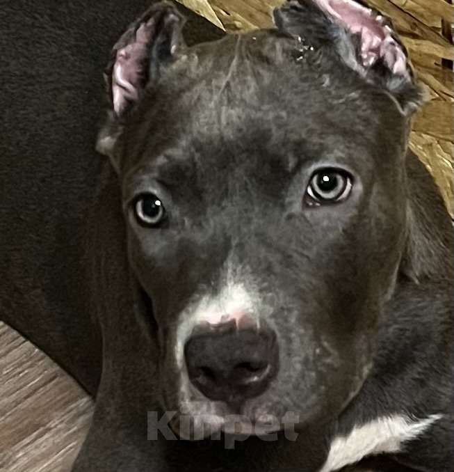 Собаки в Мурманске: Американский булли Девочка, 80 000 руб. - фото 5