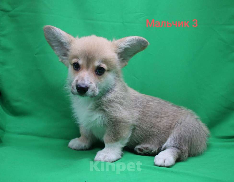 Собаки в Москве: Щенки вельш корги пемброк Мальчик, 32 000 руб. - фото 3