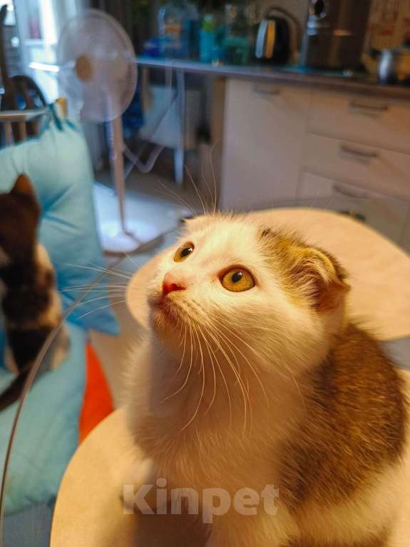 Кошки в Москве: Отдам в добрые руки Мальчик, Бесплатно - фото 5