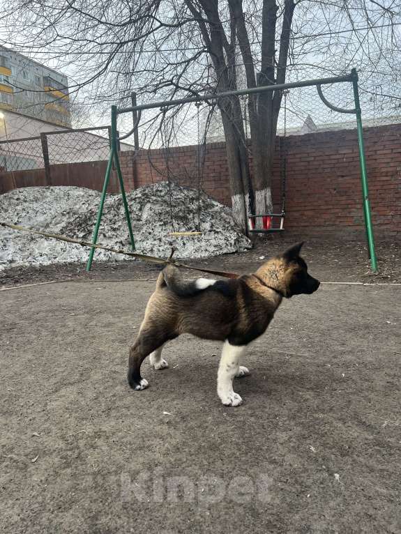 Собаки в Омске: Щенок Американской Акиты Девочка, 50 000 руб. - фото 3