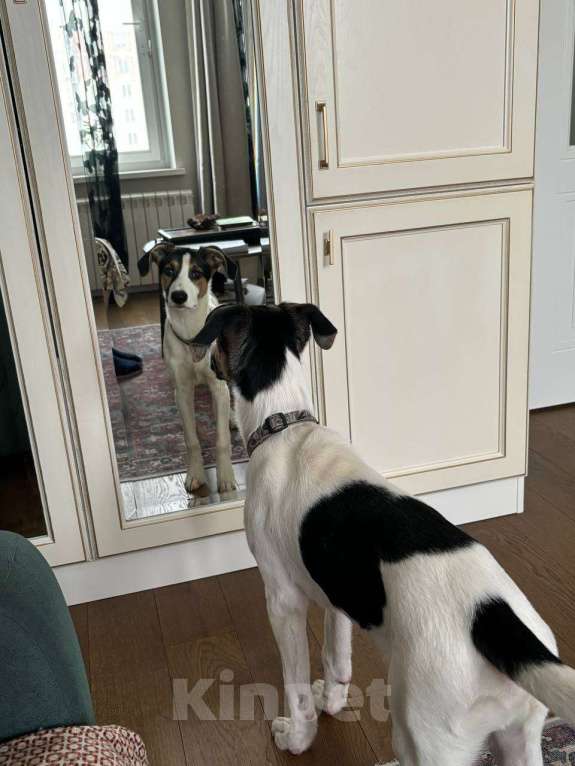 Собаки в Москве: Марвин, 8 месяцев Мальчик, Бесплатно - фото 2