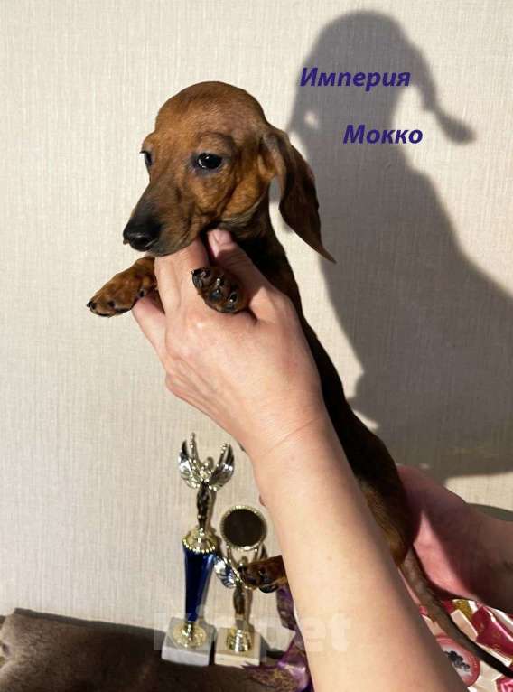 Собаки в Москве: Эксклюзивная Нежная Девочка Кроличьей Таксы Девочка, 70 000 руб. - фото 3