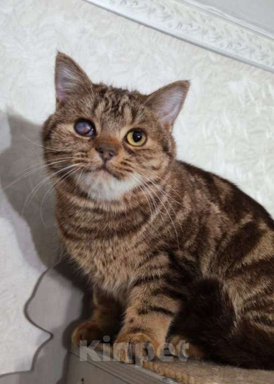 Кошки в Москве: Кения ищет дом Девочка, Бесплатно - фото 1
