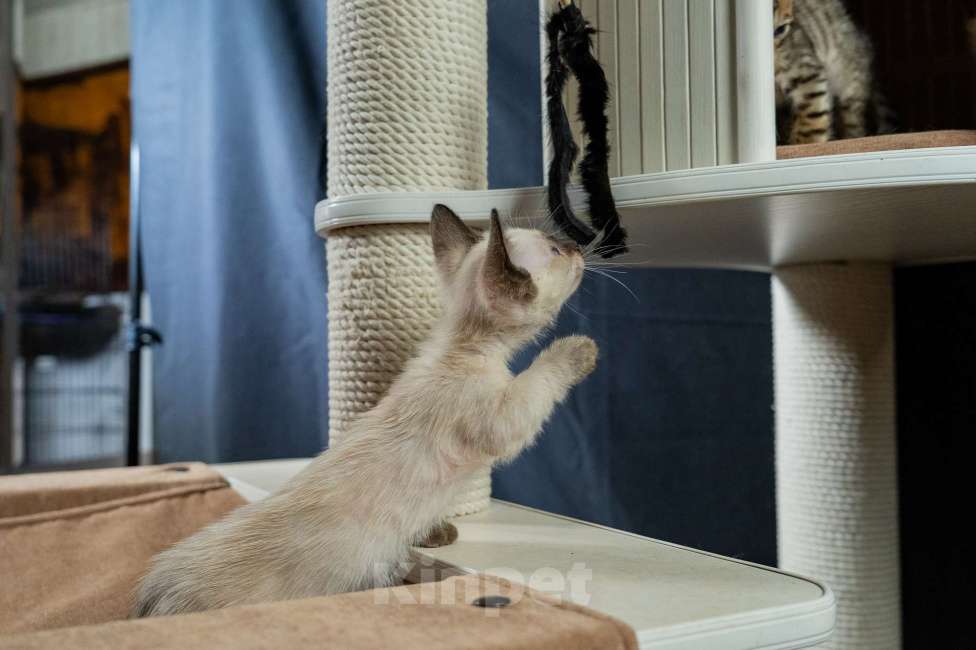 Кошки в Москве: Котята манчкин Мальчик, 45 000 руб. - фото 4