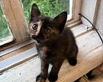 Кошки в Москве: Отдам бесплатно котенка черепаховую девочку в добрые руки срочно Девочка, Бесплатно - фото 2