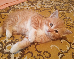 Кошки в Краснодаре: Чудный котёнок, мальчик, добрым людям в добрые руки Мальчик, Бесплатно - фото 4