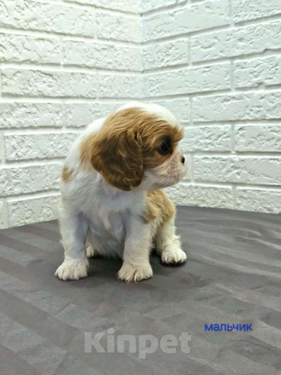 Собаки в других городах Липецкой области: Щенки Кавалер Кинг Чарльз спаниель Девочка, 75 000 руб. - фото 8