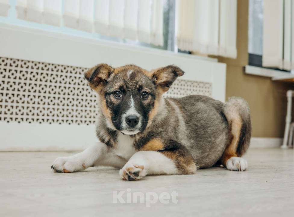 Собаки в Москве: Щенки бесплатно в Москве Девочка, Бесплатно - фото 7