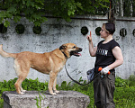 Собаки в Москве: Хана: звезда, которая ждет своего часа!  Девочка, Бесплатно - фото 9