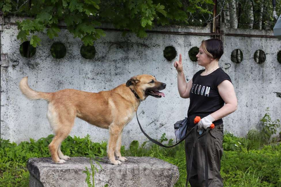Собаки в Москве: Хана: звезда, которая ждет своего часа!  Девочка, Бесплатно - фото 9