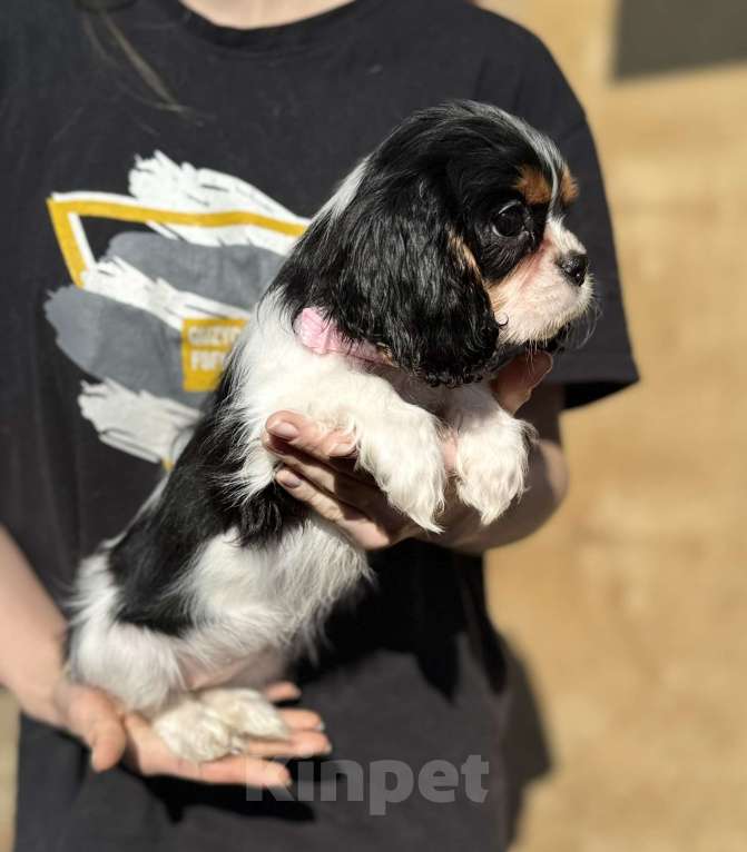 Собаки в Москве: Кавалер кинг-чарльз-спаниель, щенок Разнополые, 65 000 руб. - фото 6