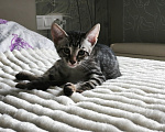 Кошки в Казани: Котенок мальчик Мальчик, Бесплатно - фото 2