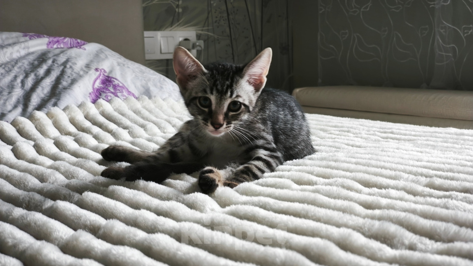 Кошки в Казани: Котенок мальчик Мальчик, Бесплатно - фото 2
