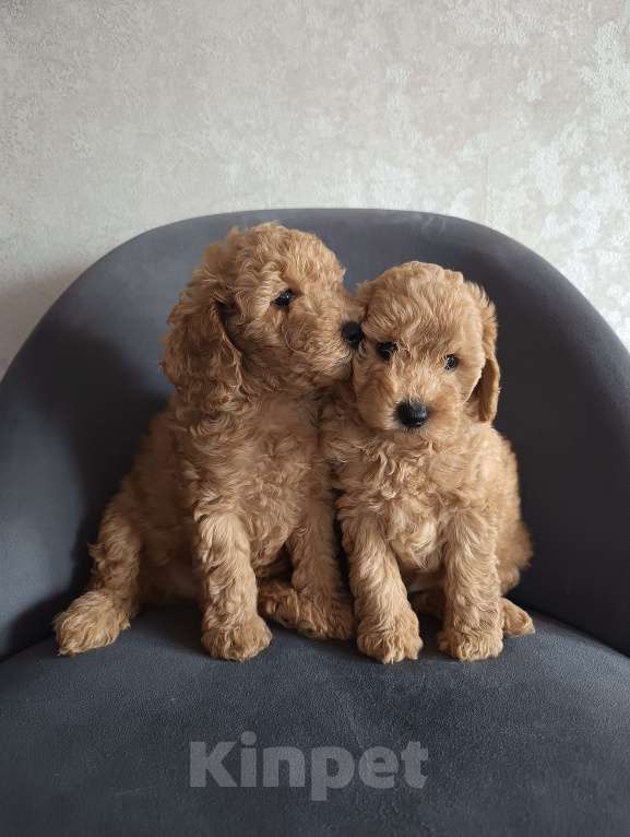 Собаки в Краснодаре: Щенки той-пуделя Мальчик, 40 000 руб. - фото 3