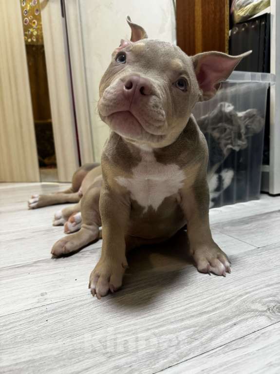 Собаки в Москве: Красивый мальчик Мальчик, 70 000 руб. - фото 6