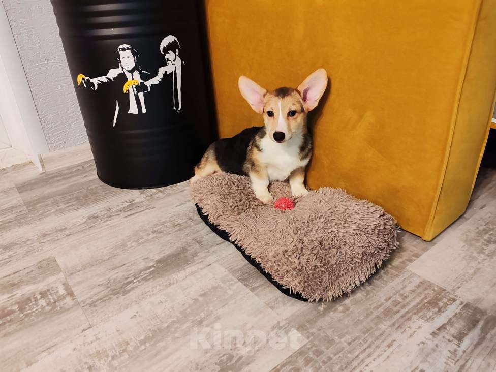 Собаки в Москве: Вельш корги пемброк мальчик  Мальчик, 25 000 руб. - фото 3