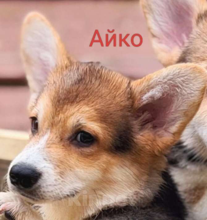 Собаки в Санкт-Петербурге: Счастье в дом Мальчик, 45 000 руб. - фото 1