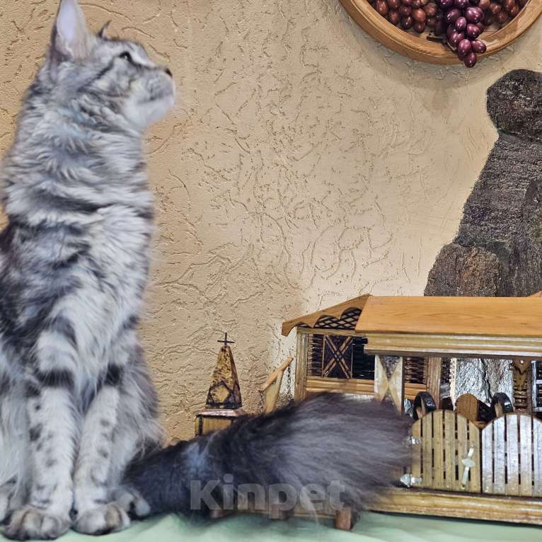 Кошки в Кисловодске: Питомник AnElKron, продажа котят Мальчик, 80 000 руб. - фото 7