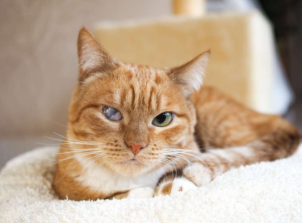 Кошки в Москве: Кошка Рыжуля в добрые руки  Девочка, Бесплатно - фото 2