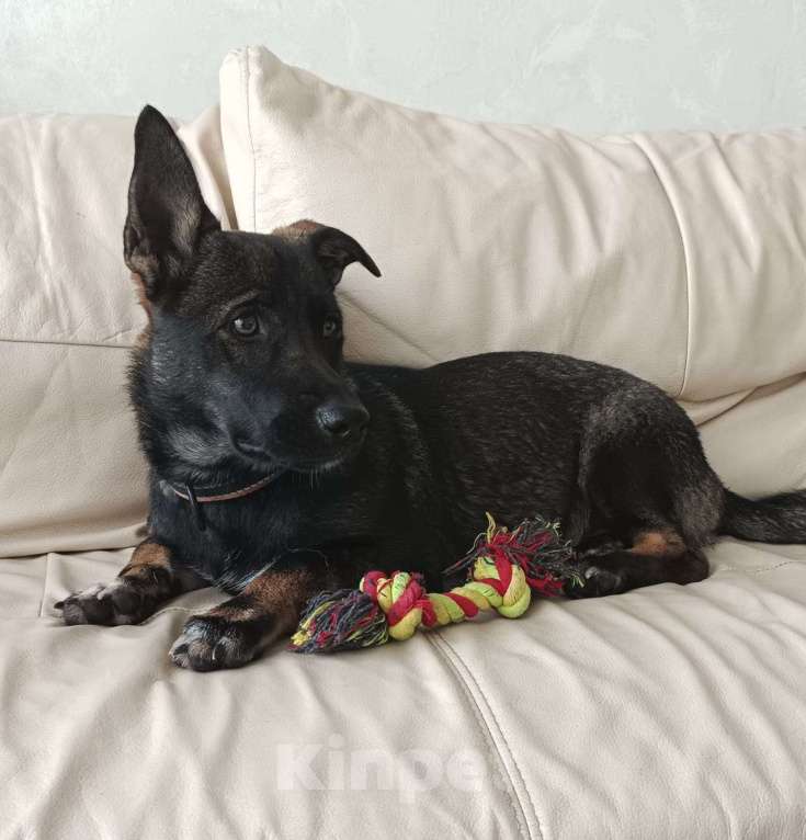 Собаки в Москве: Весёлый и озорной щенок Марик в добрые руки Мальчик, Бесплатно - фото 5