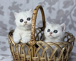 Кошки в других городах Ростовской области: Предлагаю к продаже шотландских котят голубое золото Разнополые, 10 000 руб. - фото 1