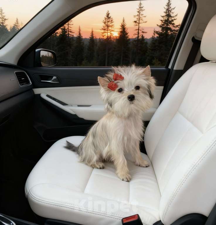 Собаки в Москве: Золотой йорк мини девочка куколка бэби фейс Девочка, 70 000 руб. - фото 3